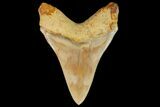 Serrated, Fossil Megalodon Tooth - Indonesia #151821-2